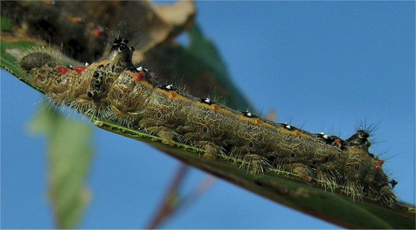 larve di lepidottero defoliatore: Clostera anastomosis